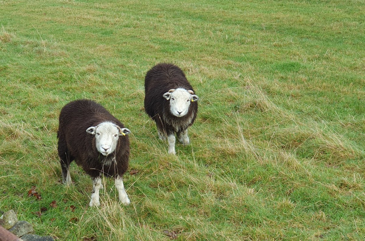 Jacquelyn Allen-Collinson 🏞️🌼🇪🇺🎸 tweet media