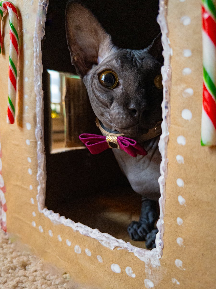 KittyglitzUK's tweet photo. Lucifer is on the lookout for Santa Claws 👀 😸

Our Christmas shop is open. Stop by and pick up a Christmas gift 🎁 for your cat

Lucifer wears the Smart Animal prestige collar with limited edition bow tie 😻

📸 @sphynxcifer 

#christmascats #christmascatgifts  #catcollarsuk https://t.co/SNbPtwVDTA