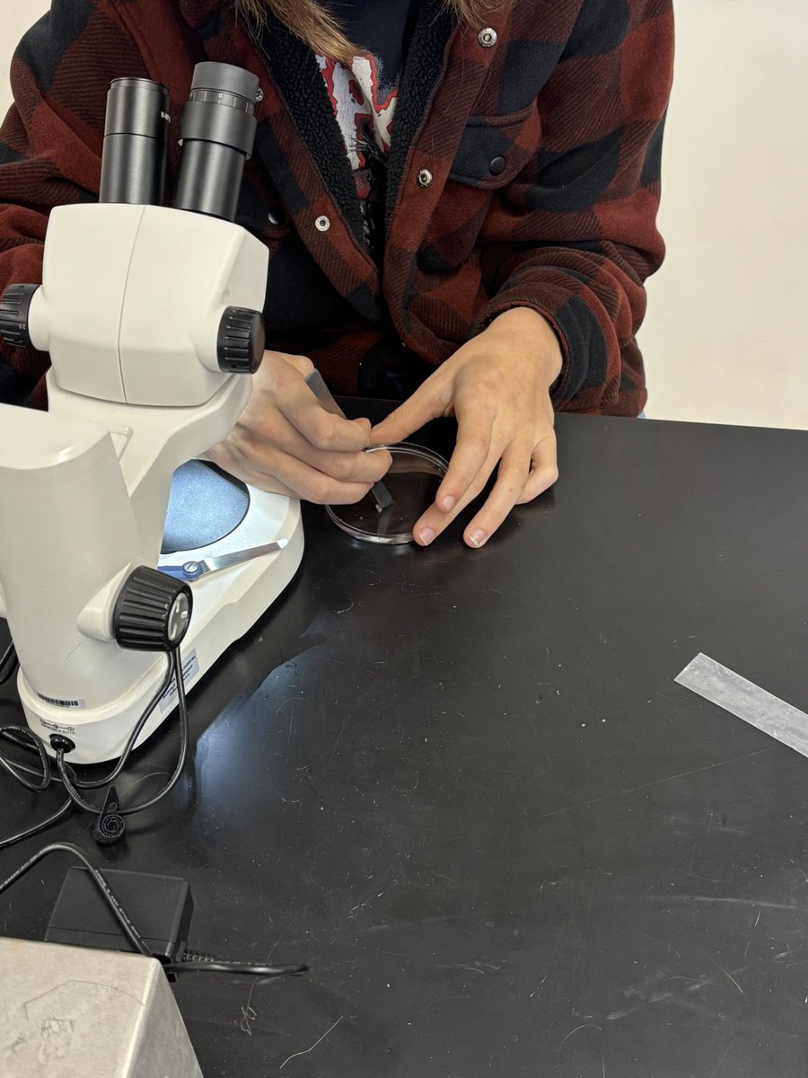 NorthScience's tweet image. Mr.Silvestri&apos;s students are experimenting with planaria to study stems cells and regeneration this week #mtpspride #mtpssci