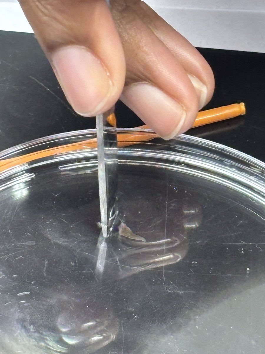 NorthScience's tweet image. Mr.Silvestri&apos;s students are experimenting with planaria to study stems cells and regeneration this week #mtpspride #mtpssci