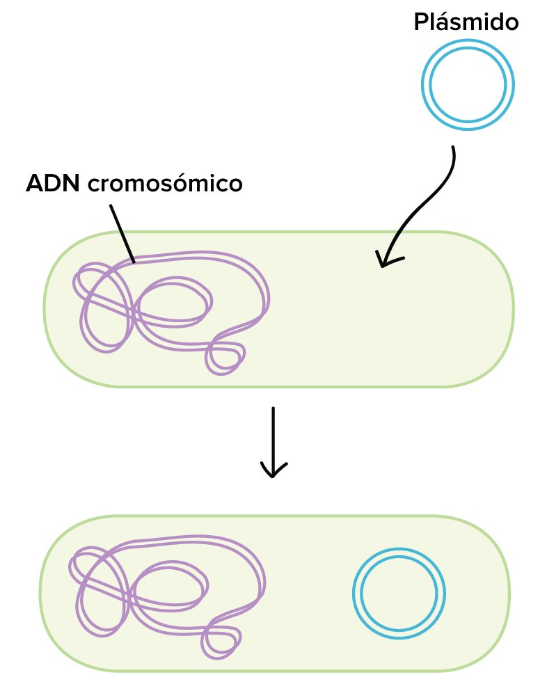 Bio_Lidia's tweet photo. Día 6 del #LabVentCalendar
🟣 Transformación de bacterias 🍫
En biología molecular, se utilizan bacterias competentes (modificadas) para introducir fragmentos de DNA que contengan una secuencia o gen de interés, y amplificarlos rápidamente aprovechando la división bacteriana. https://t.co/5ECSaH3XoX