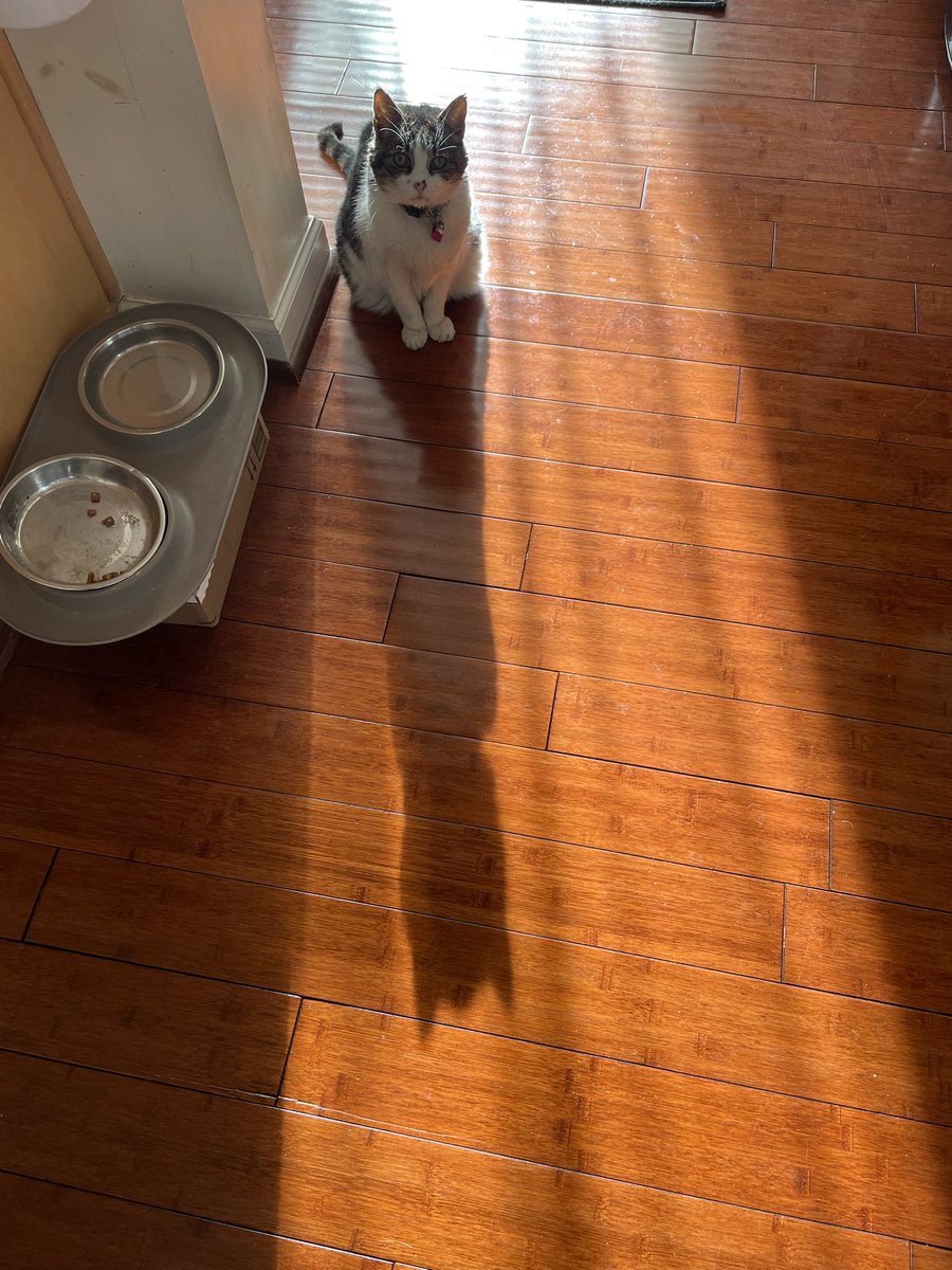 MarkMcKenna419's tweet photo. I'm Bat...Cat.. Man... Girl ...Catgirl! #shadowofthebat #Batman #CatsOfTwitter https://t.co/bzQmnWAUj2