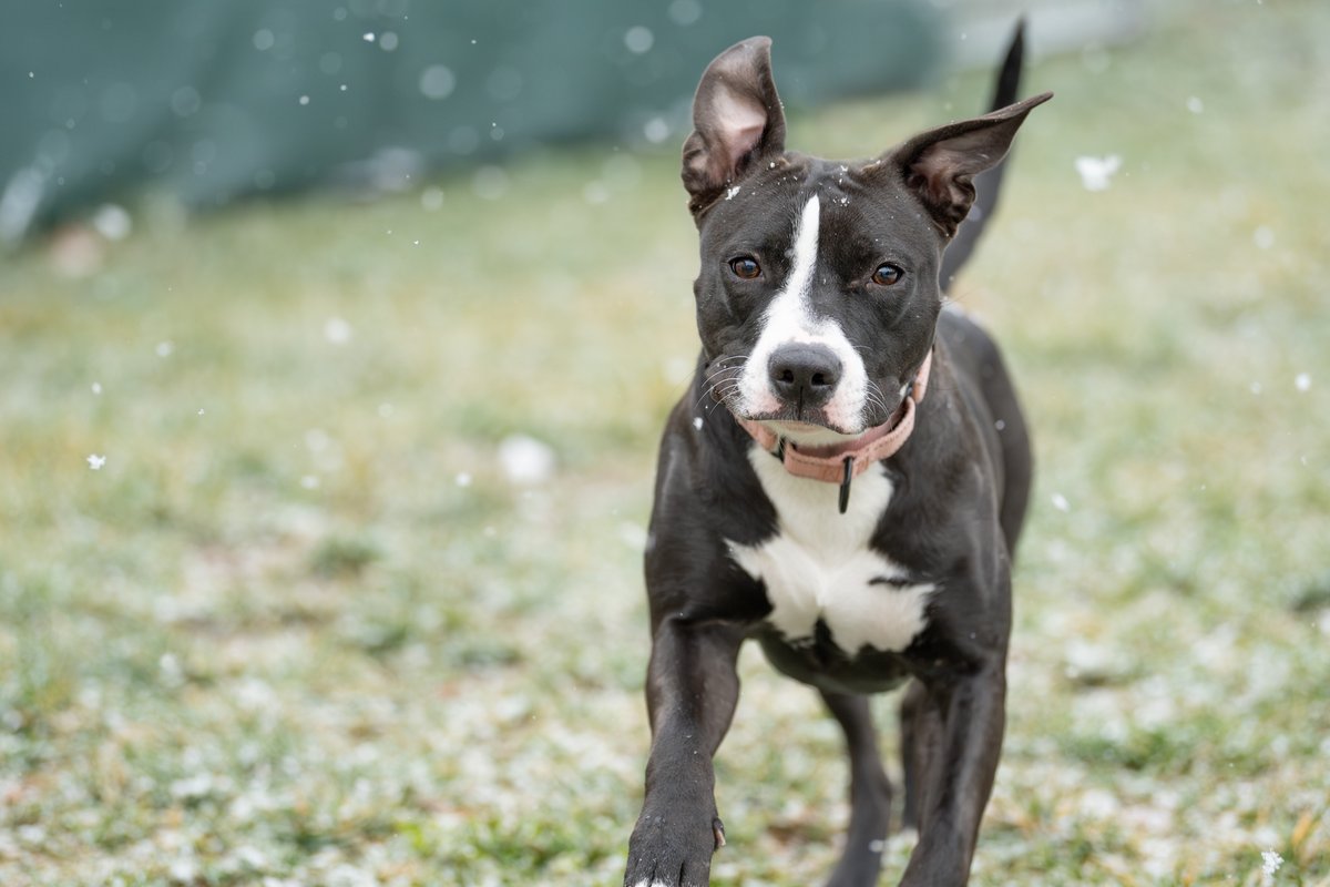 New Hampshire SPCA tweet media