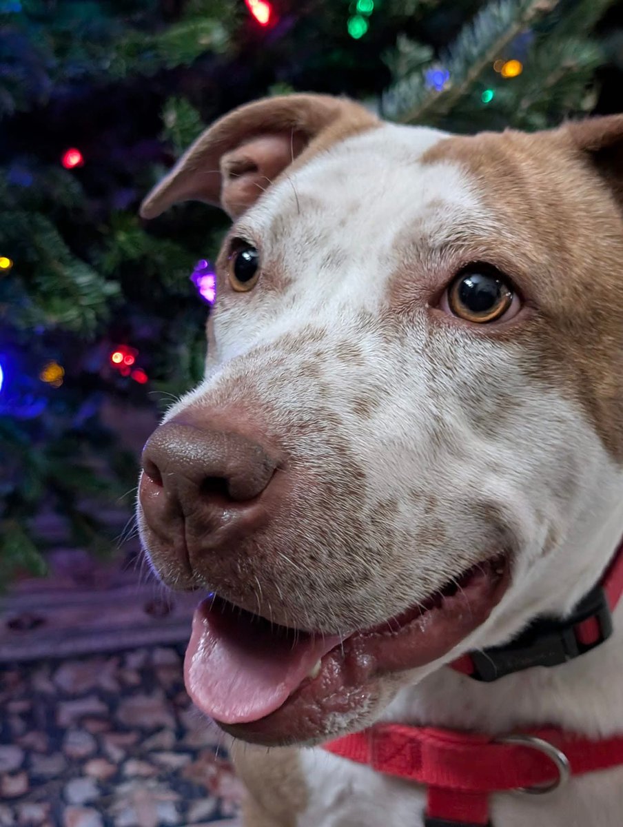 City Dogs Cleveland tweet media