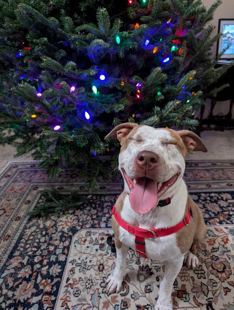 City Dogs Cleveland tweet media