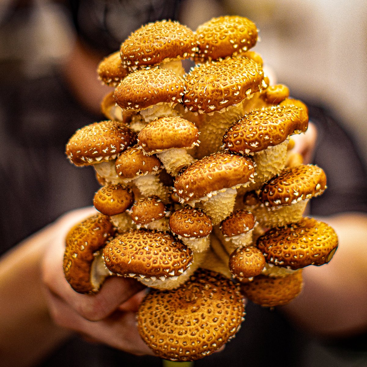 FortuneEventsLV's tweet photo. Locally grown and loved 🍄✨ We’re thrilled to showcase these fresh and beautiful mushrooms sourced locally.

.
#FortuneEvents #EventsCatering #LasVegas #LasVegasCatering #Catering #CateringServices #LasVegasFood #LasVegasEvents https://t.co/tdUQ06TKXG