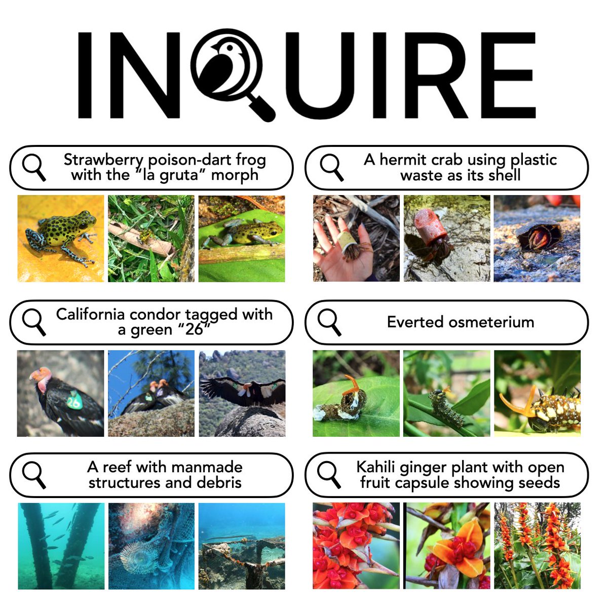🎯 How can we empower scientific discovery in millions of nature photos?

Introducing INQUIRE: A benchmark testing if AI vision-language models can help scientists find biodiversity patterns- from disease symptoms to rare behaviors- hidden in vast image collections.

Thread👇🧵