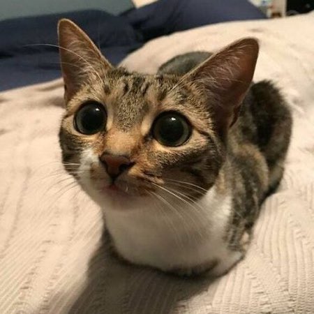 Punch Cat tweet media