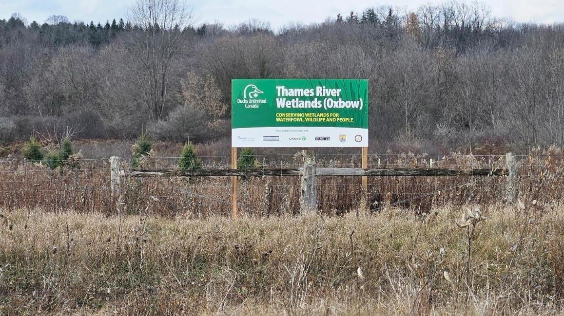 The Thames River Oxbow Project in Oxford County has been restoring wetlands since 2013. 13.48 acres have been transformed into wildlife habitats supporting species like the Eastern Meadowlark &amp; Bobolink. This initiative is a testament to the power of collaboration &amp; conservation!