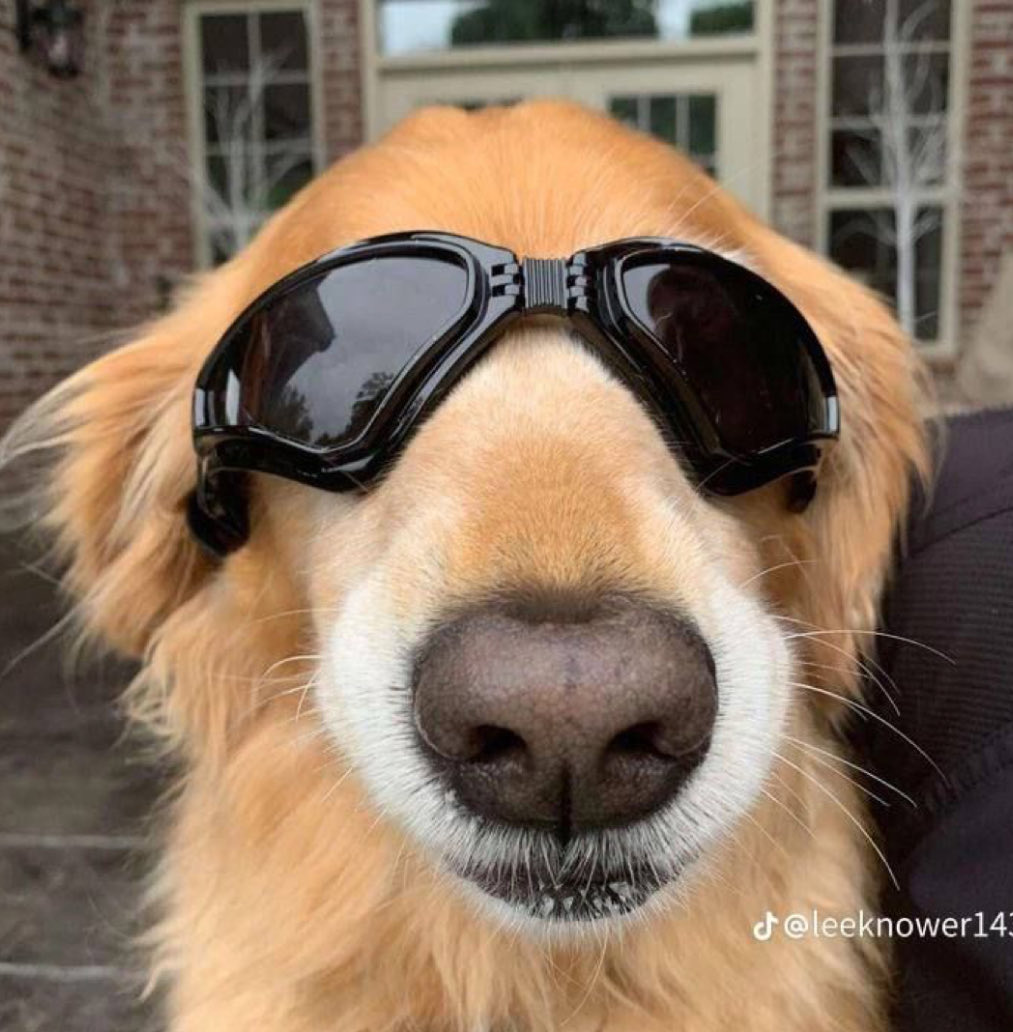 fdc as dogs (@fontainesdogc) on Twitter photo 