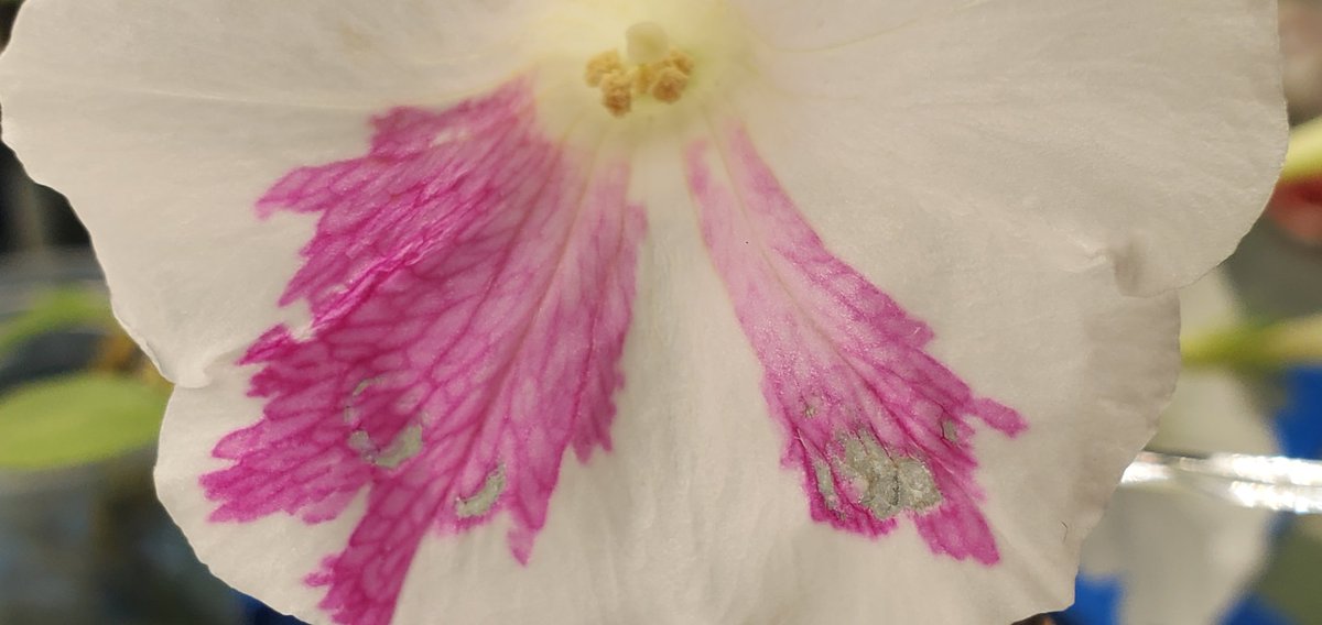 ATinyGreenCell's tweet photo. I'll never get bored of this, lol. My phone cam does NOT do it justice. So very fuchsia. This specific line of my Alice petunia also smells like guava. Plants are so magical. https://t.co/PuxHzEdl6M