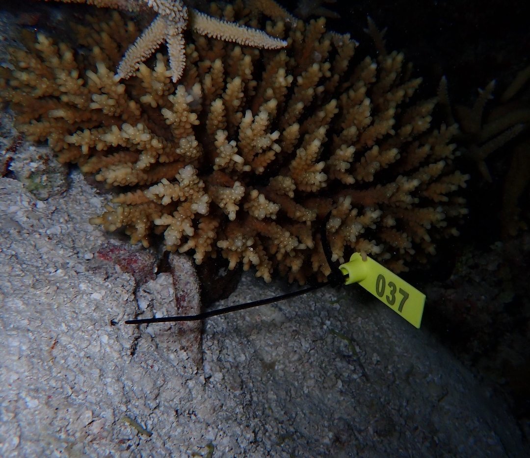 Meet coral #037! 🌊 First tagged coral in our @CORDAP project, in #Huvadhu, #Maldives - a stunning Acropora tenuis showing off its perfectly arranged rosettes. There's something poetic about these underwater geometries! 🎯

📷: A. Haiman.R
 #MarineBio #CoralReef #SciComm