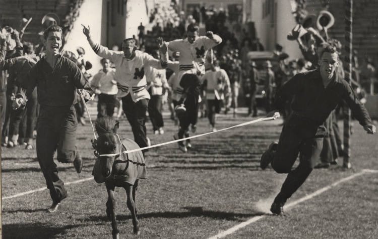 𝐓𝐡𝐞 𝐃𝐞𝐚𝐝𝐥𝐢𝐞𝐬𝐭 𝐌𝐚𝐬𝐜𝐨𝐭

Did you know that SMU’s Peruna is the only mascot to have ever killed another mascot?  It's true. It happened 90 years ago with the very first Peruna, Peruna I. At the game against Fordham in NYC , Peruna kicked the Fordham Ram mascot so