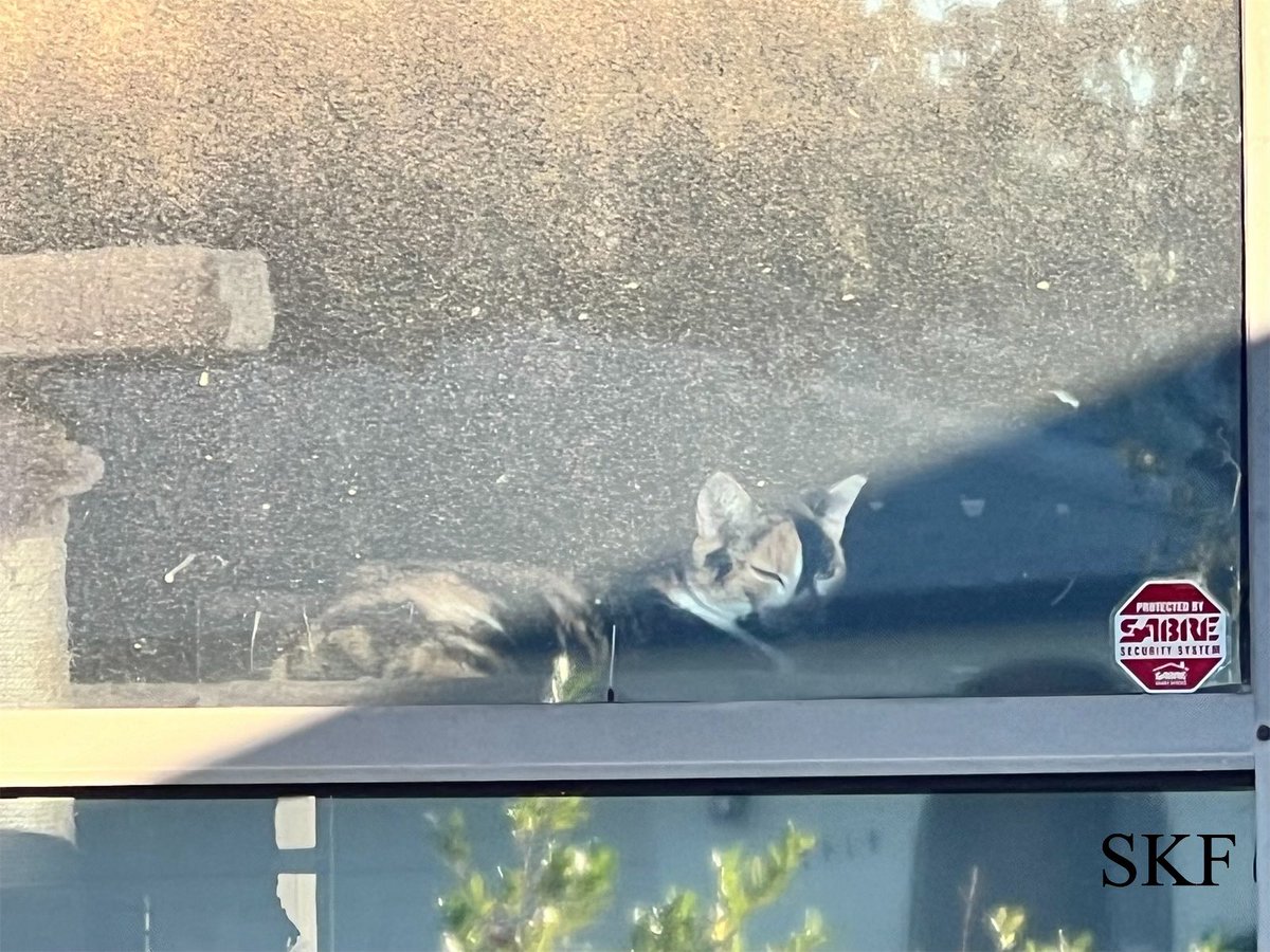 SkittlesFriends's tweet photo. Sanibel: Iโm watching The Big Guy come back from an #FridayAfternoon walk about the neighborhood,
๐ถ๐ปโโ๏ธ๐ก๐ก๐ก
#CatsOfTwitter
#Calico
#GuardCat https://t.co/tNNoS661Zr