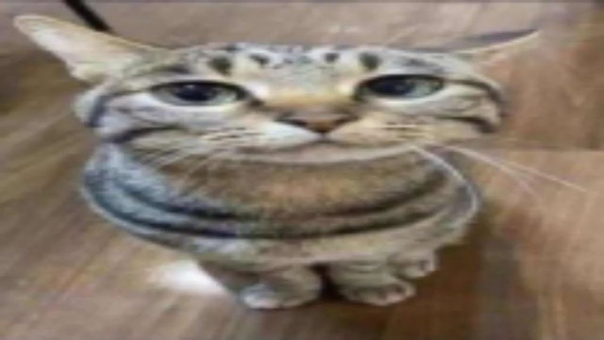 PunchingCat's tweet photo. https://t.co/rdIL0Q5m63