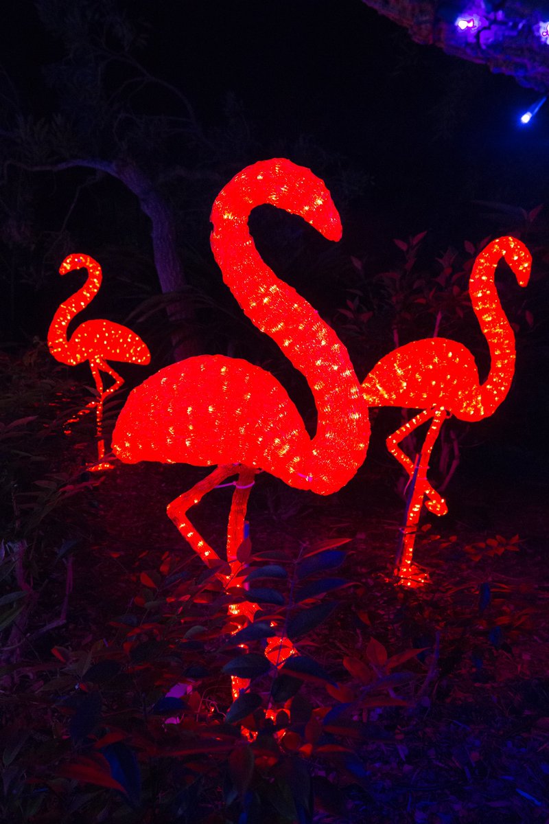 FilmStPeteClear's tweet photo. Voted as one of the Top 10 Best Botanical Gardens Holiday Lights by USA Today, the Florida Botanical Gardens add a whole nother level of production value for your next holiday shoot! 🎄🎞️ 

To apply for a film permit: https://t.co/uVLeifHEW4 https://t.co/AjDBQuBjXd