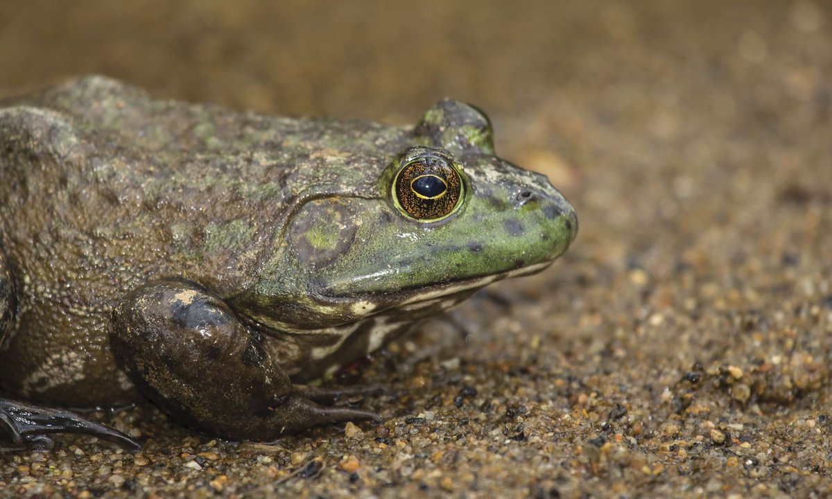 Have you ever wondered where frog go in the wintertime?🤔 

Do they burrow like turtles? Swim like fish? Hibernate like bears? In this week's #bioPGH blog let’s explore how these amphibians strategize survival during the chilly winter months!

Read more: phipps.conservatory.org/blog/detail/bi…