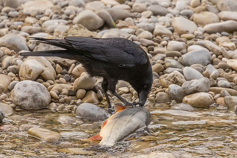 DailyCorvids's tweet photo. Let's eat GOOD today! https://t.co/AJBH6yRGsJ