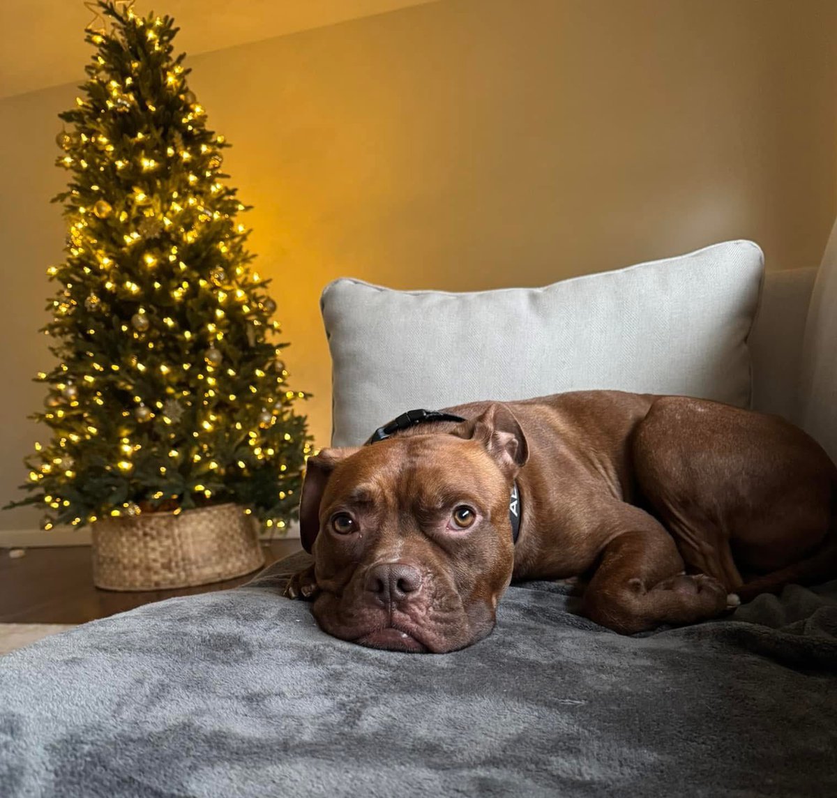 City Dogs Cleveland tweet media