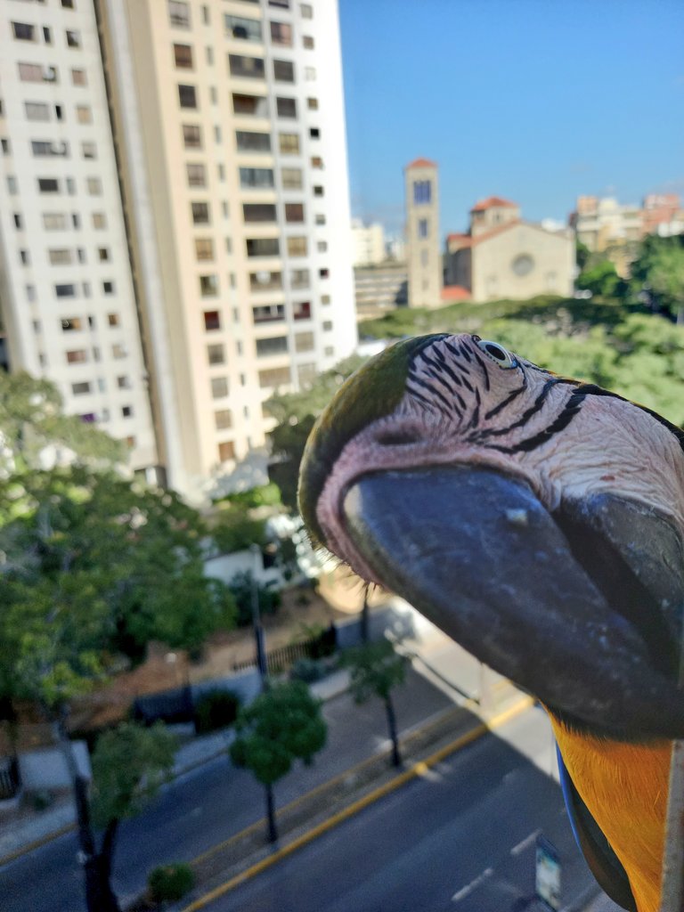 karelisjvc's tweet photo. 🪶Mientras Rubio estaba hurgando por aquella esquina, la morochita prestaba atención para posar ante la cámara 🤣🥰
🪶Aunque luego Rubio se ubicó mejor y saludó para la foto 😏🥰😅
3/9 ⤵️
📸 #guacamaya #macaw #funny #photo #Photographie #photooftheday #lamdscape #parrots https://t.co/qkbkzcnx6Y