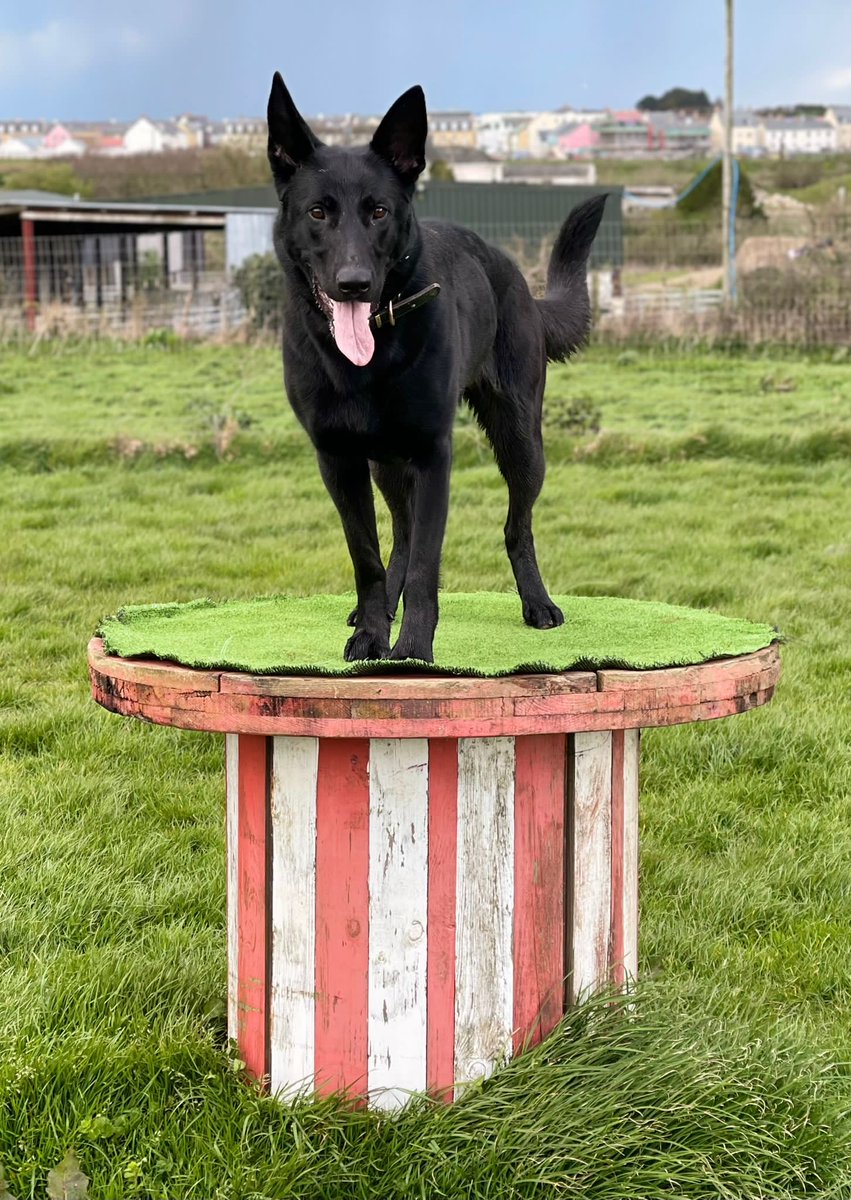 Devon and Cornwall Roads Policing Team π (@dc_rpt) on Twitter photo Team work by <a href="/DC_RPT/">Devon and Cornwall Roads Policing Team π</a> and <a href="/CornwallDogs/">Cornwall Police Dogs</a> namely #PdRita, resulted in the suspected driver of vehicle who collided with part of the armco barrier on the #A30 Truro and running off, was located hiding in a hedgerow.#arrested #Impaired
#OpLIMIT
<a href="/VisionZeroSW/">Vision Zero South West</a>
5630/7593/7264/7289/5851 Team work by <a href="/DC_RPT/">Devon and Cornwall Roads Policing Team π</a> and <a href="/CornwallDogs/">Cornwall Police Dogs</a> namely #PdRita, resulted in the suspected driver of vehicle who collided with part of the armco barrier on the #A30 Truro and running off, was located hiding in a hedgerow.#arrested #Impaired
#OpLIMIT
<a href="/VisionZeroSW/">Vision Zero South West</a>
5630/7593/7264/7289/5851