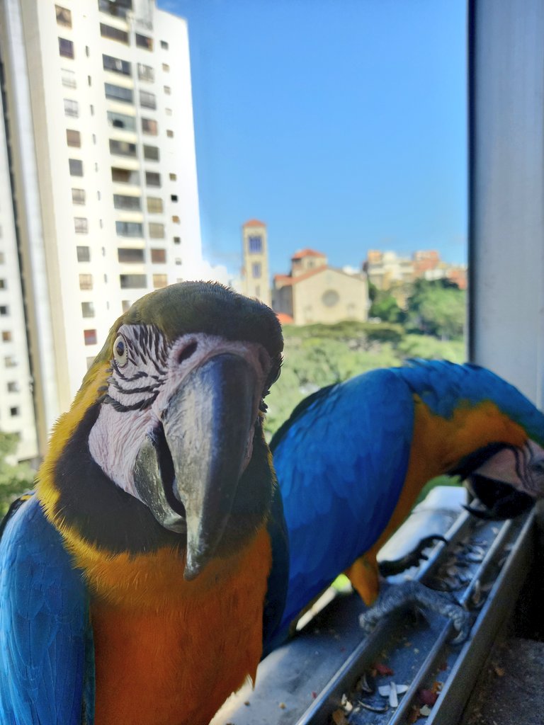 karelisjvc's tweet photo. 🪶Mientras Rubio estaba hurgando por aquella esquina, la morochita prestaba atención para posar ante la cámara 🤣🥰
🪶Aunque luego Rubio se ubicó mejor y saludó para la foto 😏🥰😅
3/9 ⤵️
📸 #guacamaya #macaw #funny #photo #Photographie #photooftheday #lamdscape #parrots https://t.co/qkbkzcnx6Y