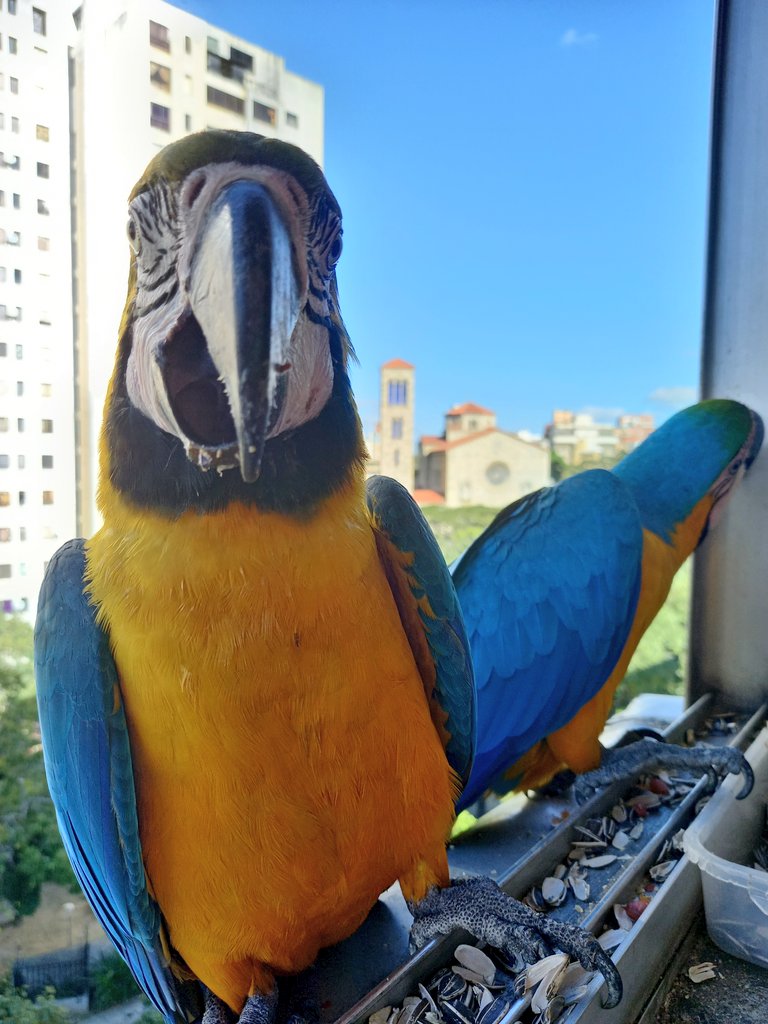 karelisjvc's tweet photo. 🪶Mientras Rubio estaba hurgando por aquella esquina, la morochita prestaba atención para posar ante la cámara 🤣🥰
🪶Aunque luego Rubio se ubicó mejor y saludó para la foto 😏🥰😅
3/9 ⤵️
📸 #guacamaya #macaw #funny #photo #Photographie #photooftheday #lamdscape #parrots https://t.co/qkbkzcnx6Y