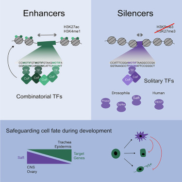 A genome-wide screen identifies silencers with distinct chromatin properties and mechanisms of repression dlvr.it/TGdzj1