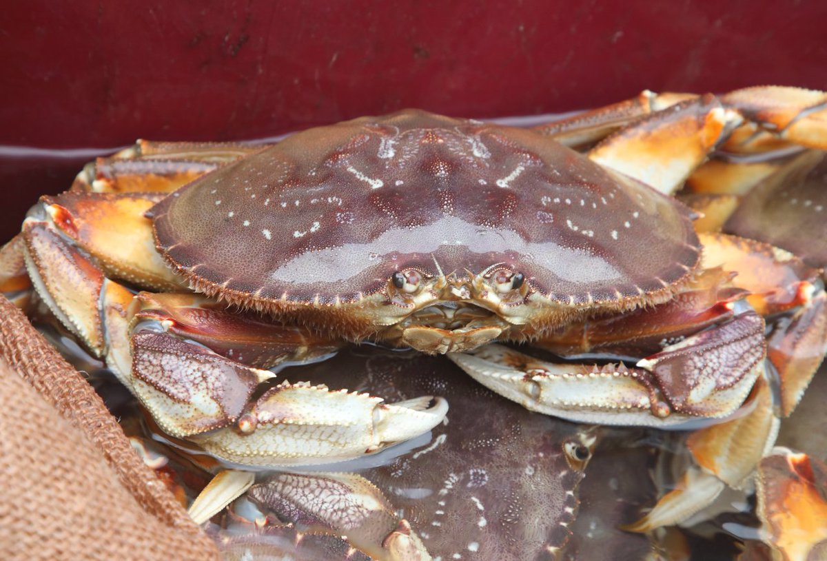 Commercial Dungeness crab season begins Dec. 16 from Cape Falcon to California border dfw.state.or.us/news/2024/12_D…
