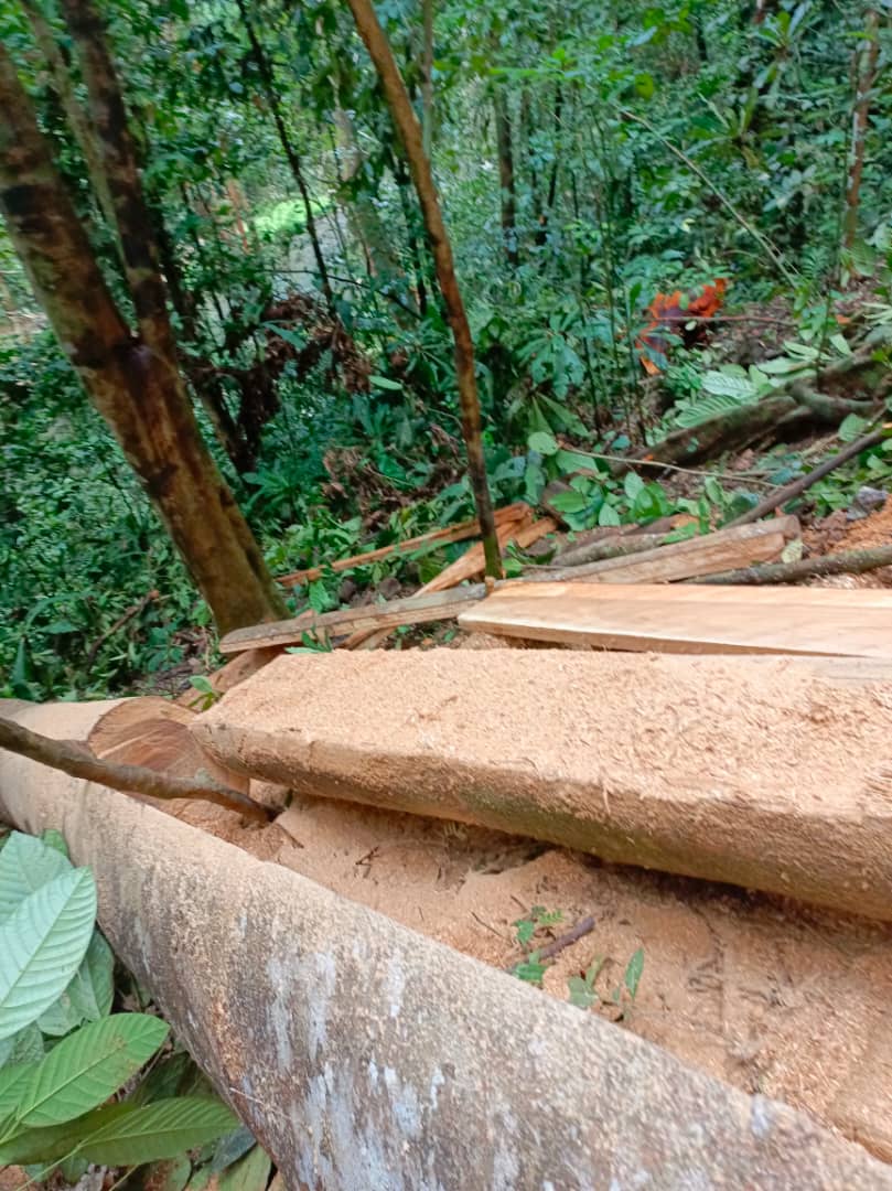 AbiluTangwa's tweet photo. Please be the first amongst the thousands to like, comment and  repost this message if you believe that our remaining forest in the Amazon and in the Congo basin must be protected for climate action and environmental sustainability. No to deforestation and ecocide. https://t.co/onUWuaRyjN