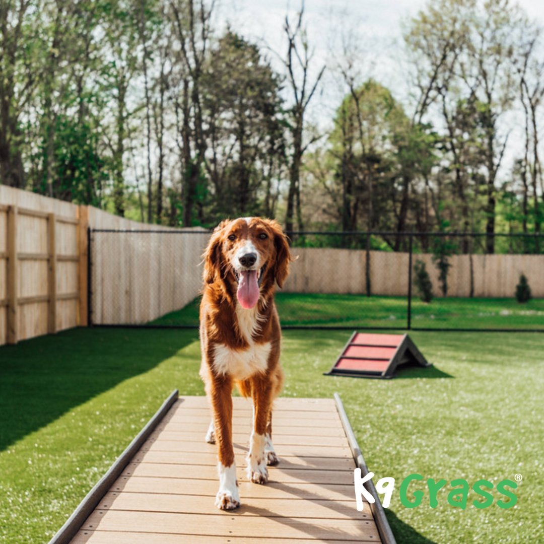Nothing but smiles with K9 Grass by ForeverLawn. This season get up to $1,000 off our premium Caesar Millian endorsed K9 Grass. Visit our website @ foreverlawnps.com/get-started for a free quote or call (360) 455-9500 for more information!
