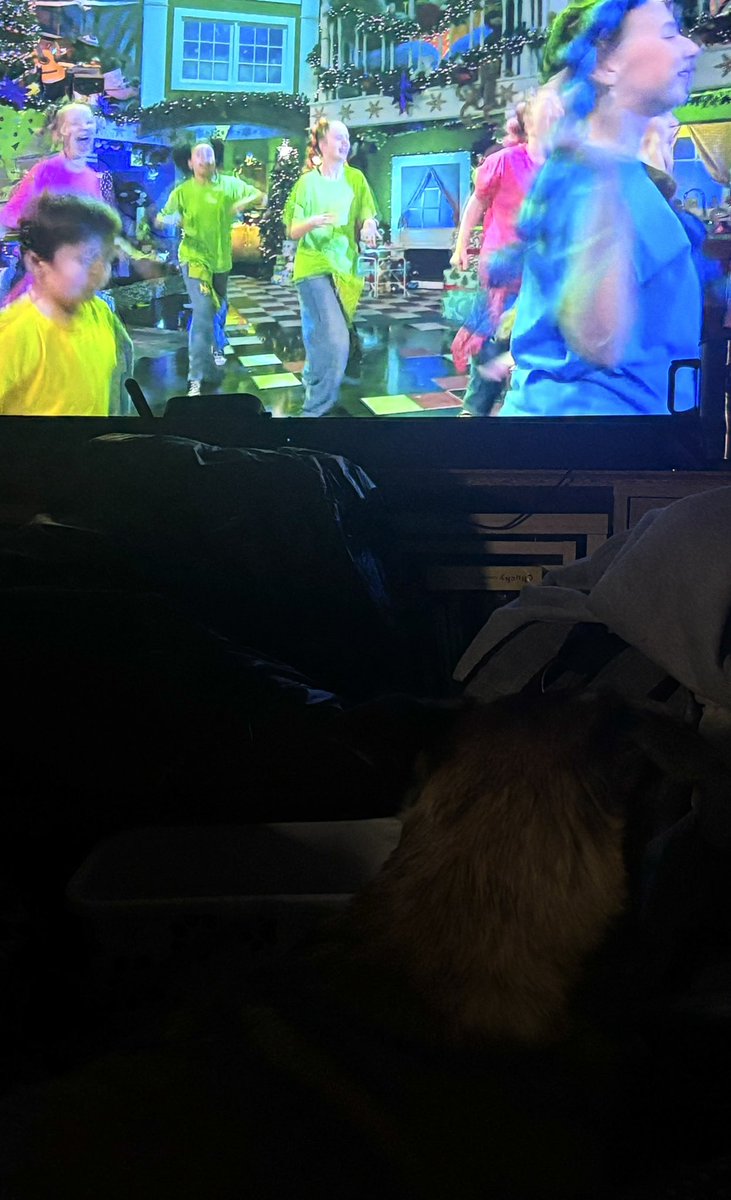 sandy22002's tweet photo. I know it’s not the best picture but it’s the only one I could get, have you ever seen a dog to watch the toy show and from the start I must say lol, well now you have as Socks have not took her eyes off the telly since https://t.co/mBZ1Fm1z5l