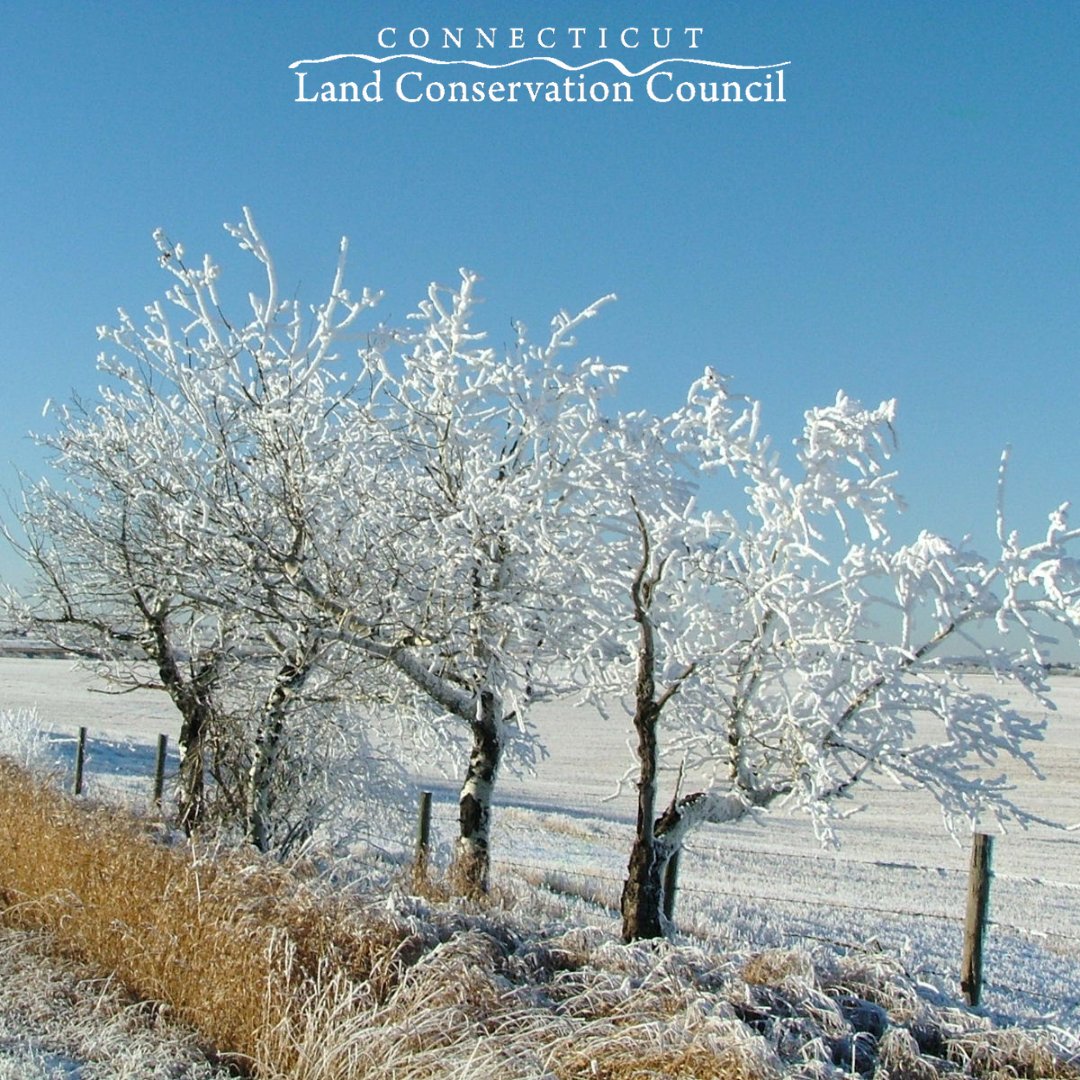 This year, your generosity has enabled us to grant over $156,000 to land trusts, helping conserve nearly 1,473 acres across CT. We’re facing a $50,000 matching challenge, and every gift counts! Help us meet this important match by Dec. 31st. bit.ly/4e957qD