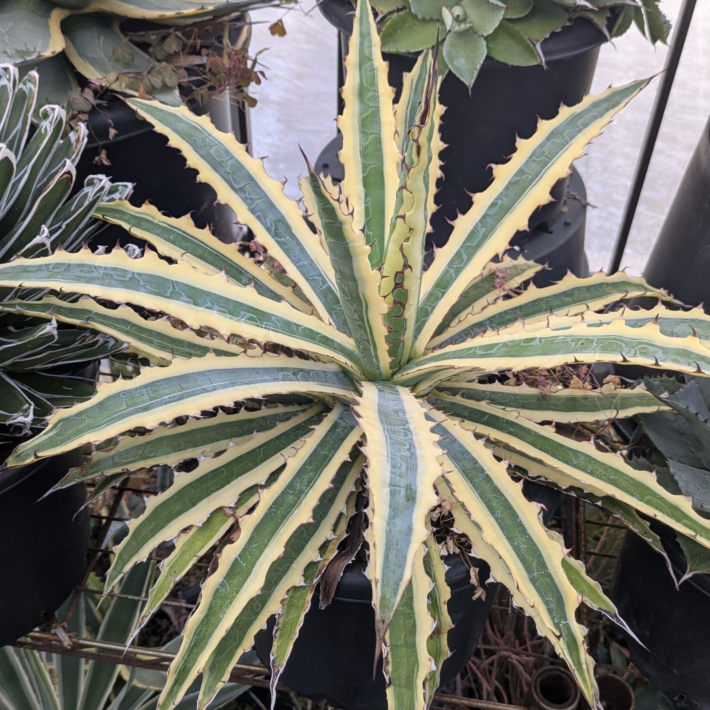 アガベ　パラサナxキシロナカンサ　ハイブリット ?media_id=3633425976706741400