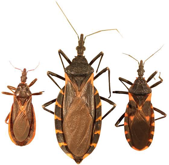 docramiro's tweet photo. Nunca es mal día para recordar que la chinche besucona puede transmitir la enfermedad de Chagas 👀
¡Cuidado! 
Referencia: https://t.co/YvDgsYiOnr https://t.co/9qPICc4OAm