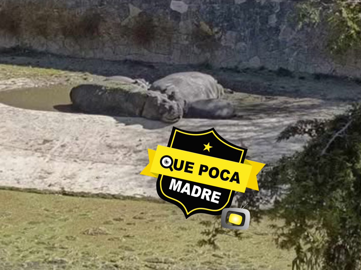 QuePocaMadre_Mx's tweet image. ❌DENUNCIAN PÉSIMAS CONDICIONES DE ANIMALES EN EL #ZOOLÓGICO DE @zacangoedomex 😡

👉Queremos denunciar el estado en el que se encuentran los #hipopótamos del Zoológico de Zacango, como ellos no ladran no los atienden, ni cuidan es indignante ver como los tienen. Si nos ayudan a