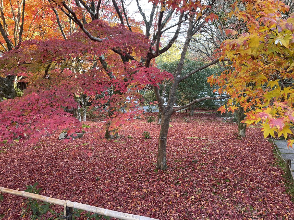 saihojimuin's tweet photo. 苔が見えません！ https://t.co/Bysz6nX3Lg