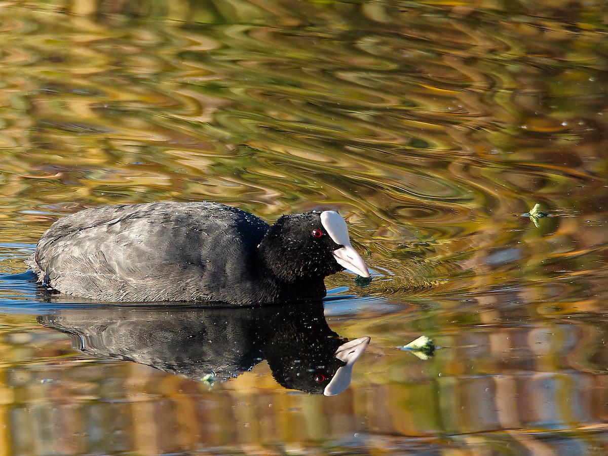KiichanNexus4's tweet photo. バ~ンっと オオバン
#オオバン #野鳥 #野鳥観察 #Birds #birdwatching #BIRDJAPAN #BlackCoot #CommonCoot #EurasianCoot https://t.co/tOKDpRkCN7