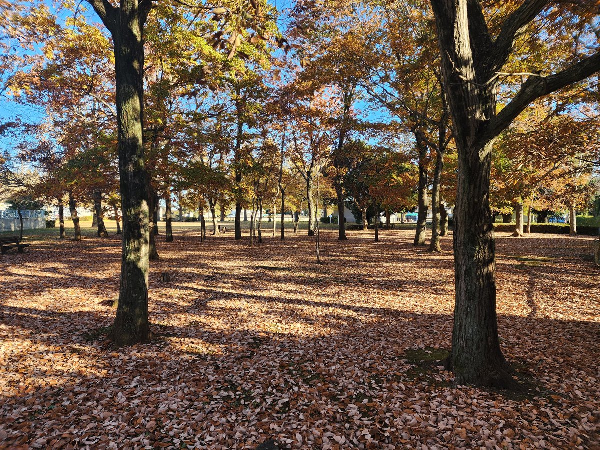 1801rider's tweet photo. 晩秋の公園とその近くを歩く🚶 https://t.co/6azPcQlcUP