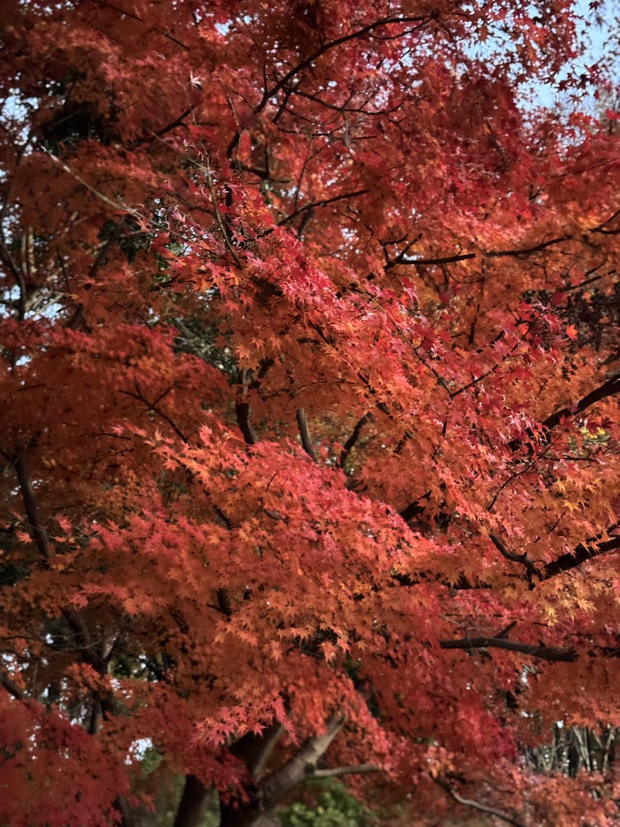 おはようございます。
紅葉の景色を楽しんでいます🍁

今日から全国的に寒くなるようです🤧
皆さん、身体に気をつけてお過ごしください。