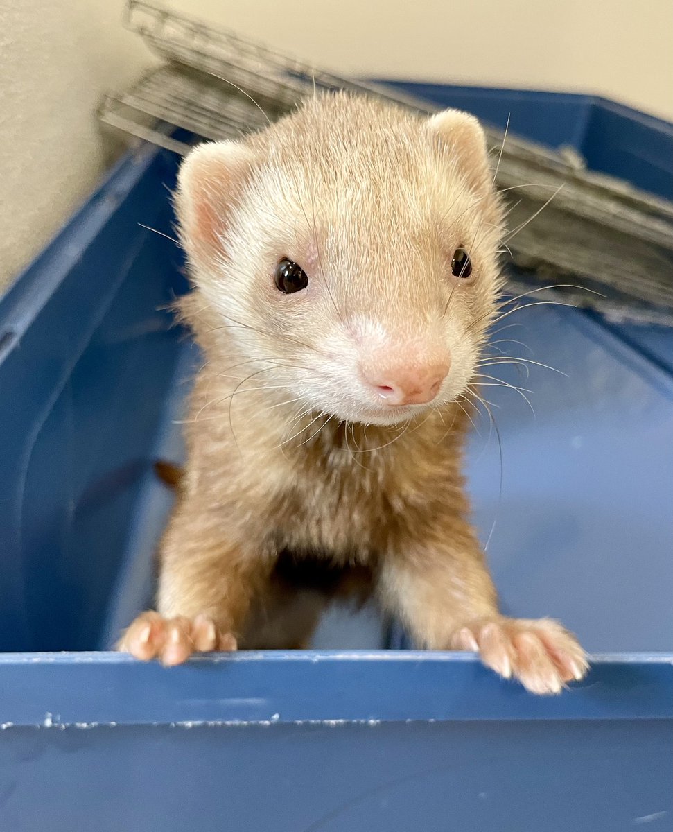BuellerFerret's tweet photo. #FerretFriday https://t.co/x4Sl4VfdUw
