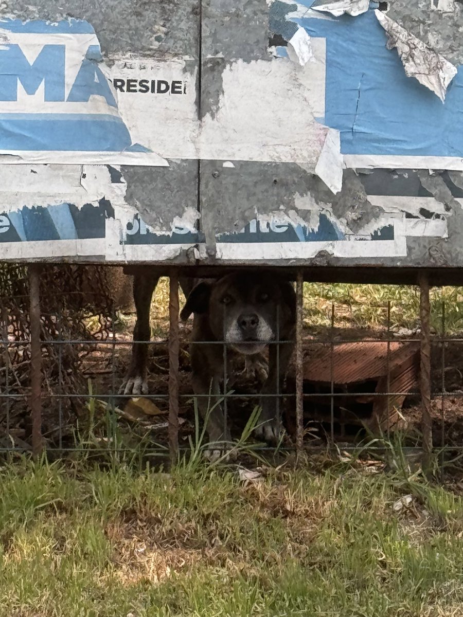 Hoy frené en un semáforo en Martínez y había un perro encadenado dentro de una propiedad. Esquina Colectora Panamericana Oeste y Edison. No pude bajarme porque estaba llevando a mi perra a la guardia. No sé qué hacer. Lo vi muy mal. AYUDA. <a href="/Kicillofok/">Axel Kicillof</a> <a href="/RamonLanus/">Ramón Lanús</a>