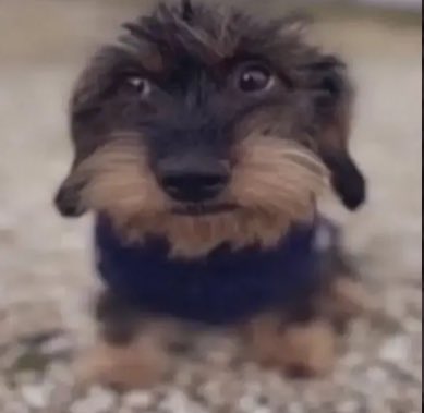 Swagged Mohammed tweet media