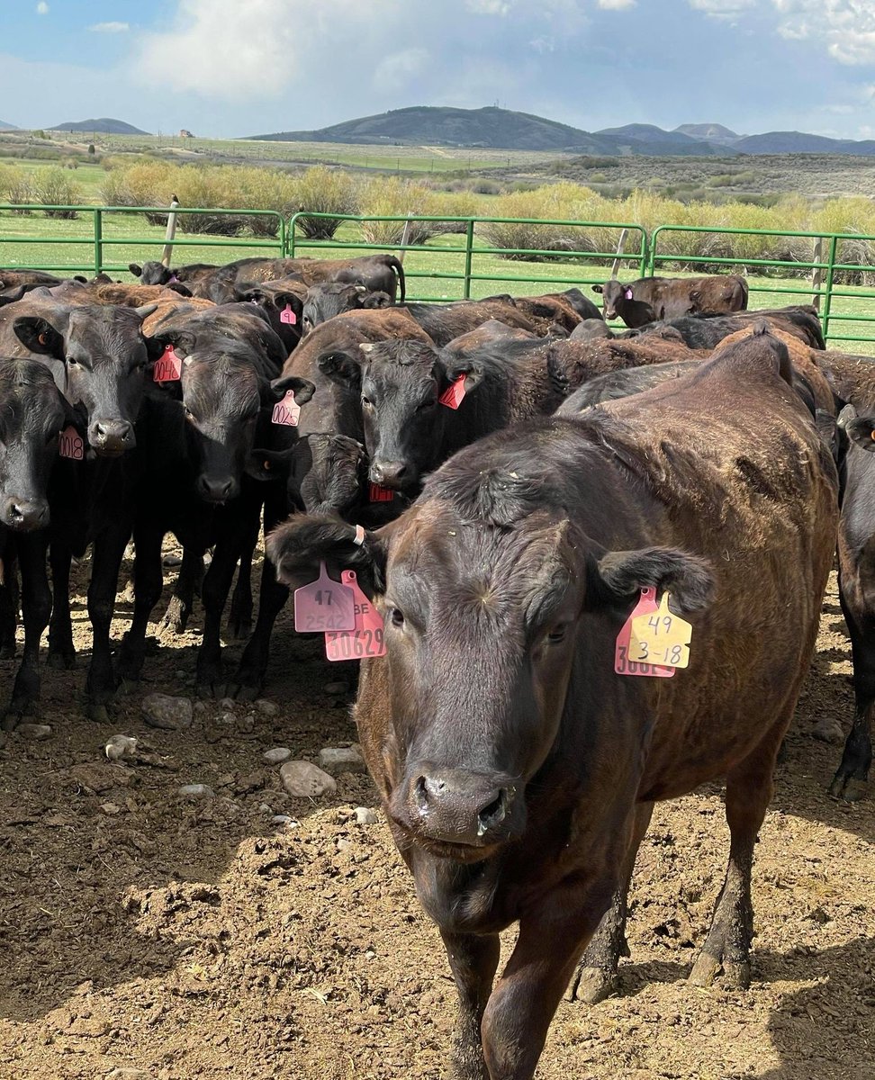 Steakcenter's tweet image. Steak Center Cattle Company is committed to raising premium livestock for the finest beef. Taste the quality today. 
#SteakCenterCattleCompany #Livestock #QualityBeef