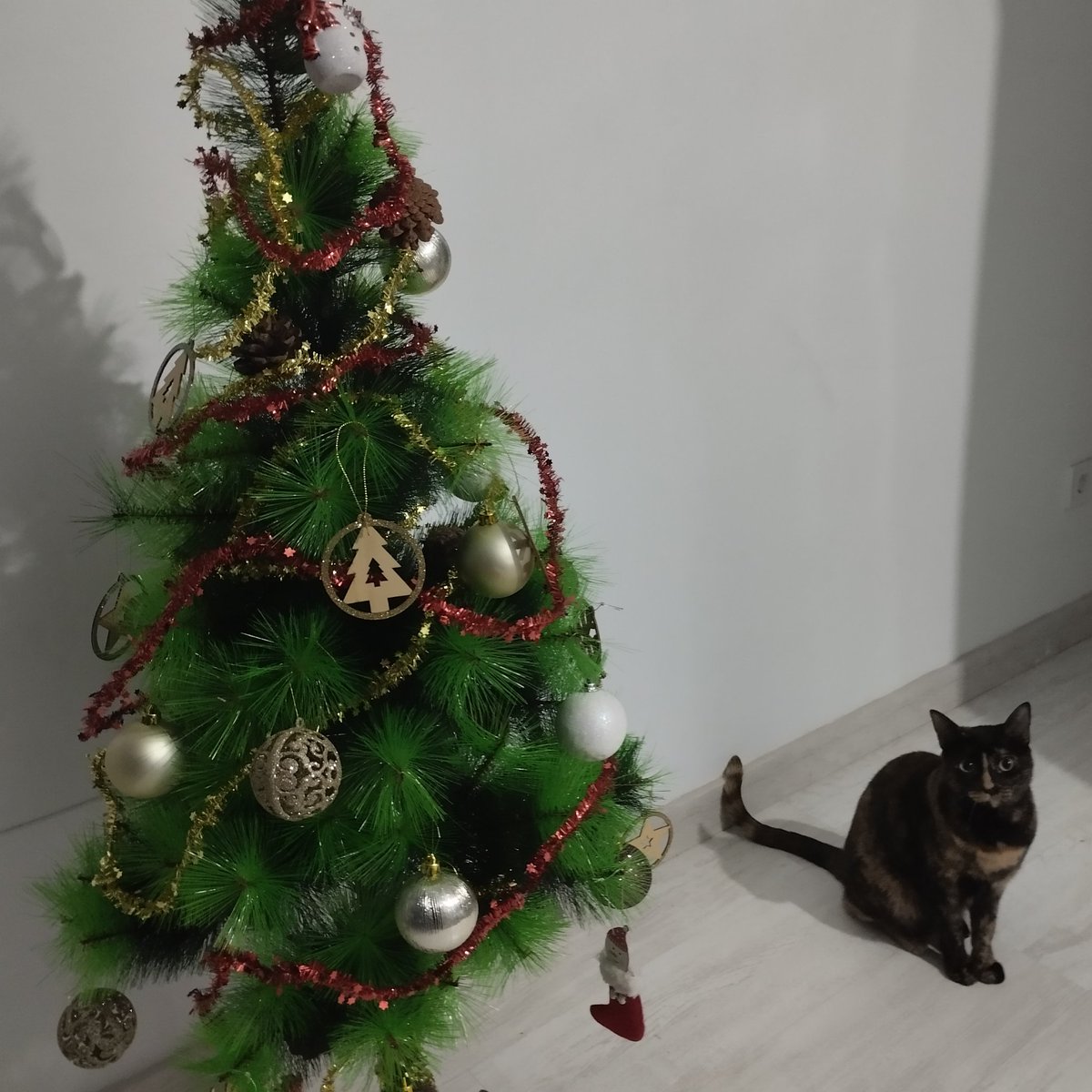 GatoGalos's tweet photo. Ya hemos puesto la navidad. https://t.co/V8MvoncfmR