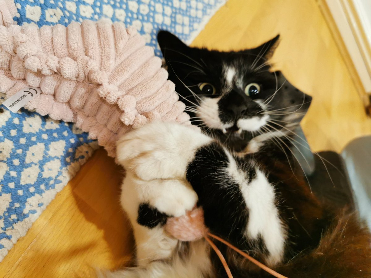 Sarah Evans tweet media