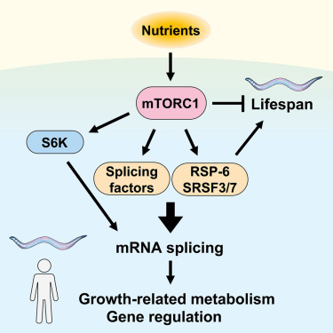 Nutrient control of growth and metabolism through mTORC1 regulation of mRNA splicing dlvr.it/TGdrLj