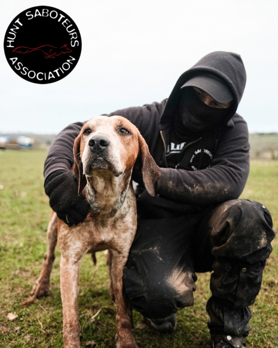 Hunt Saboteurs Association (@huntsabs) on Twitter photo Despite the atrocious weather, no doubt some hunts will still force their horses and hounds to go out in pursuit of wildlife tomorrow.
Hunt Saboteurs will be there to make sure they don't have an easy time of it.
Good luck to all groups battling the storm to protect wildlife. Despite the atrocious weather, no doubt some hunts will still force their horses and hounds to go out in pursuit of wildlife tomorrow.
Hunt Saboteurs will be there to make sure they don't have an easy time of it.
Good luck to all groups battling the storm to protect wildlife.