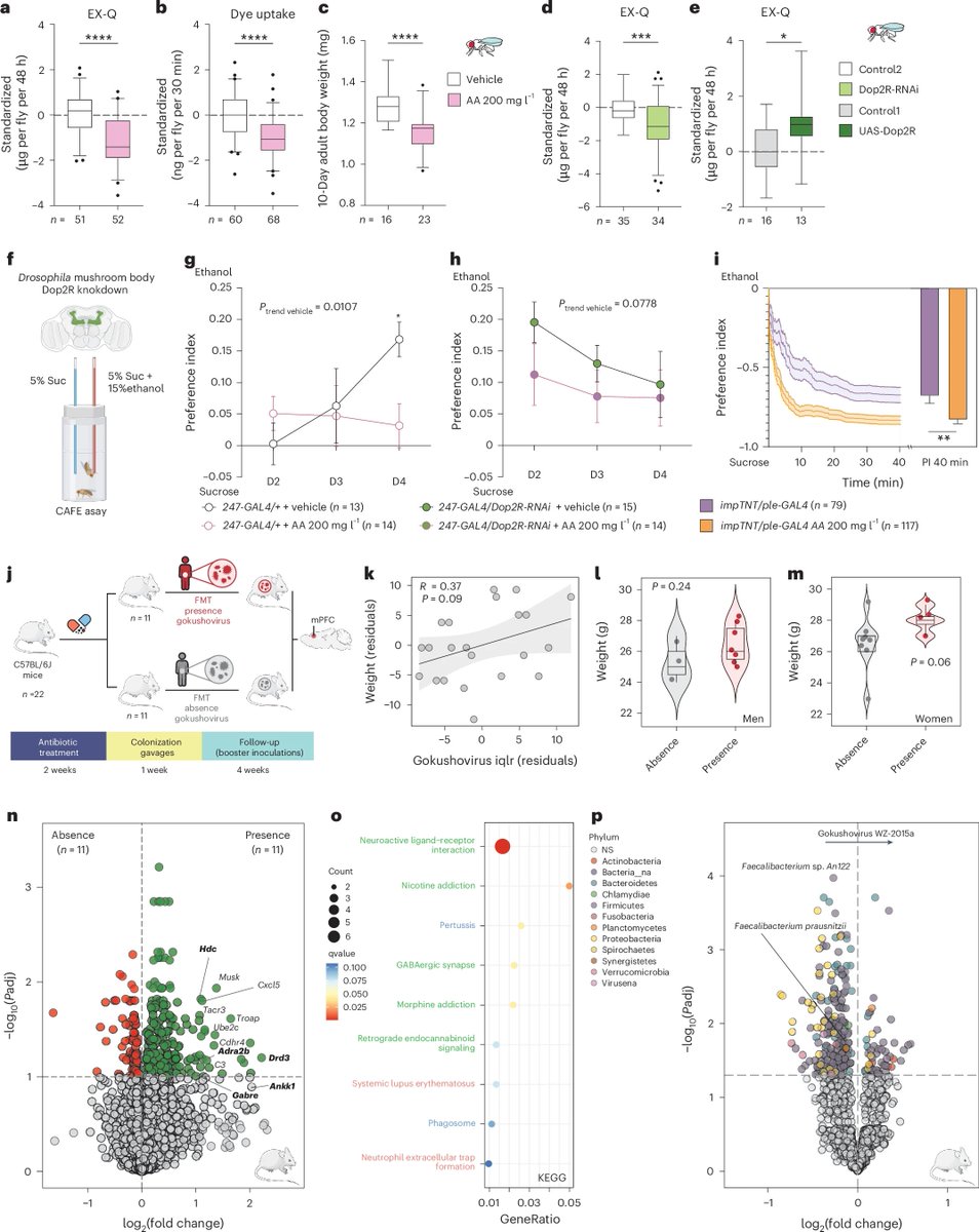 XiaoTao JIANG (@titus12629950) on Twitter photo 😱 New research reveals that gut #Microviridae #phages may be linked to food addiction! 🍟 These microbes influence our cravings and control by modulating key pathways like dopamine and serotonin. 🧠
<a href="/NatMetabolism/">Nature Metabolism</a>
supplementation of anthranilic acid or #FMT can improve food 😱 New research reveals that gut #Microviridae #phages may be linked to food addiction! 🍟 These microbes influence our cravings and control by modulating key pathways like dopamine and serotonin. 🧠
<a href="/NatMetabolism/">Nature Metabolism</a>
supplementation of anthranilic acid or #FMT can improve food