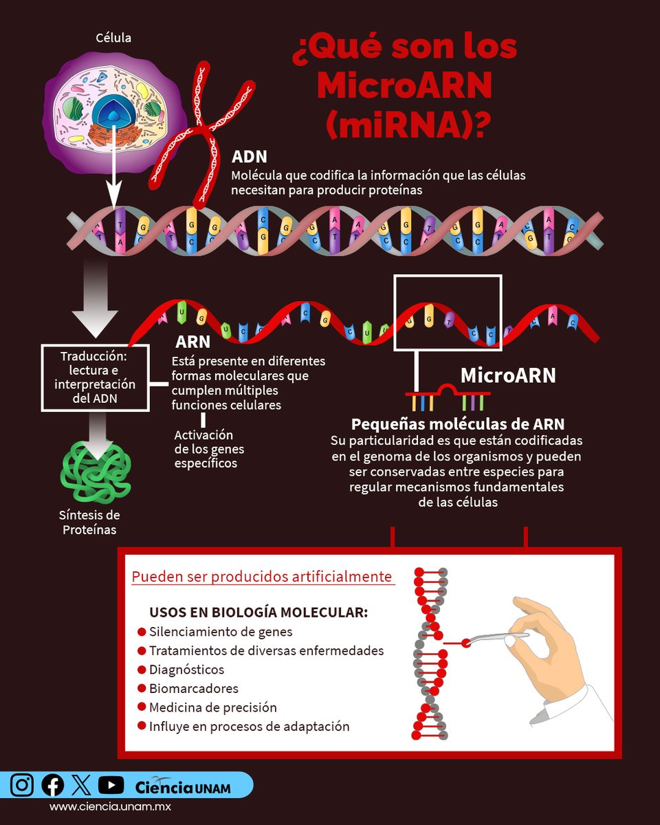 Ciencia_UNAM's tweet photo. #Salud | Hoy te explicamos por qué los #MicroARN fueron los protagonistas en el Premio #Nobel de #Medicina de este año. ¿Qué son? ¿Cuáles son sus alcances?
El @ccg_unam nos cuenta más: https://t.co/gsOvA3Y6mn https://t.co/FlZ7pfQTYI